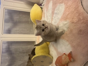 BKH kitty Tabby Mädchen frei 