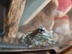 2 Baumhöhlen-Krötenlaubfrösche mit Terrarium und Zubehör