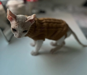 Elf Sphynx Kitten (Junge)