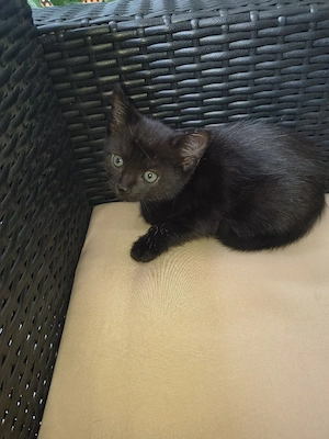 Zwei süße schwarze Europäisch Kurzhaar   Britisch Mix Katzenbabys Mädchen suchen ein Zuhause   