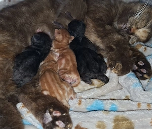 Kleine BKH Bärchen auf der Suche nach ihrem Herzensplatz 
