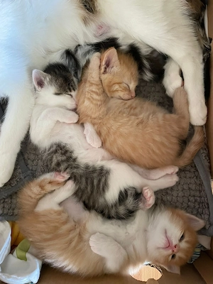 Baby Kätzchen 