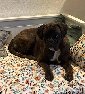 Boxer Junghündin