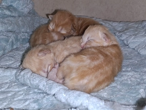 Vier seltene BKH Kater in exklusiven Farben Red und Creme Silver Classic Tabby 