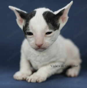 Cornish Rex Kitten mit Stammbaum 