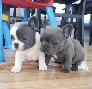 Französische Bulldoggen Welpen suchen ein schönes Zuhause 