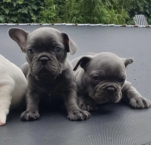  Zuckersüße Französische Bulldoggen Welpen mit Ahnentafel Bild 7
