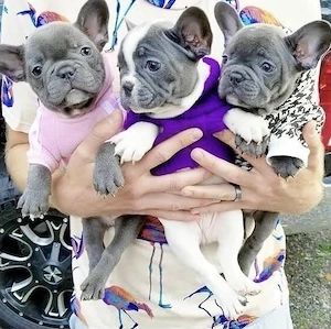 Französische Bulldoggen Welpen 