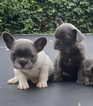 Französische Bulldoggen Welpen 