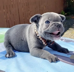 Französische Bulldoggen Welpen 