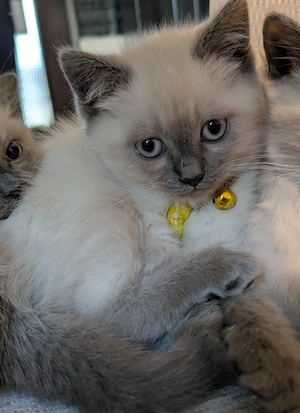 Zwei wundervolle Kitten sind auszugbereit   