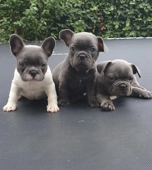 Französische Bulldoggen Welpen 