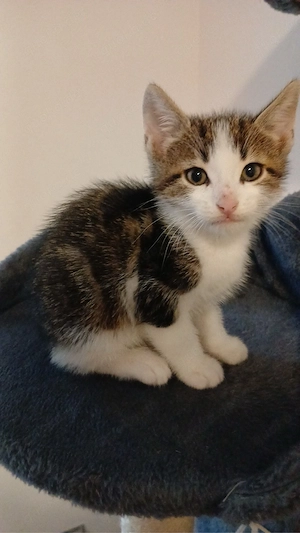 babykatze jung