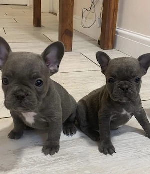 Zuckersüße  Französische Bulldoggen Welpen Bild 8