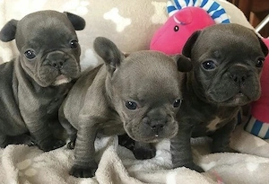 Zuckersüße  Französische Bulldoggen Welpen Bild 9