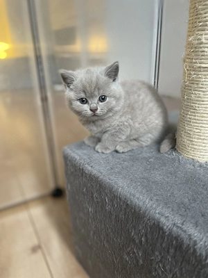 Unsere wunderschönen Britisch Kurzhaar Kitten haben das Licht der Welt erblickt