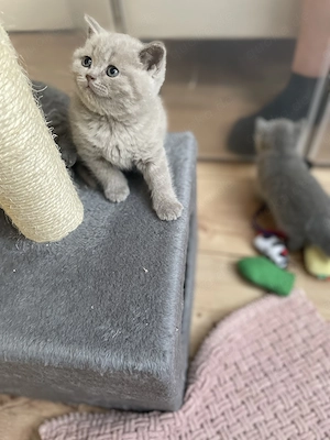 Unsere wunderschönen Britisch Kurzhaar Kitten haben das Licht der Welt erblickt