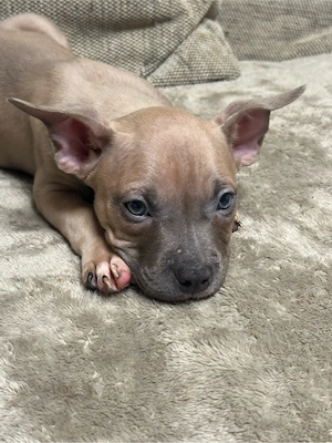 American Pocket Bully Rüde 9 wochen alt 