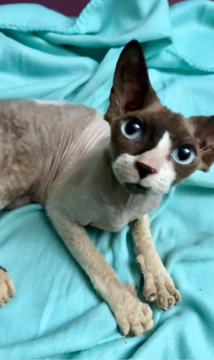 lieber Devon Rex Kater