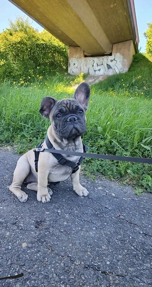 Französische Bulldoggenwelpen, Französische Bulldoggen zu verkaufen