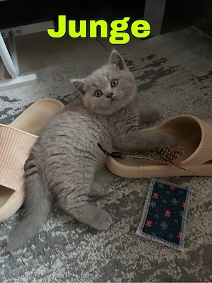 BKH Britisch Kurzhaar Kitten 