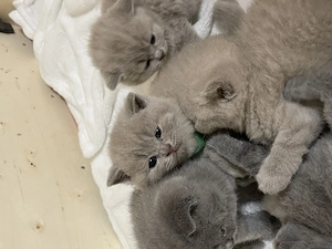 Unsere wunderschönen Britisch Kurzhaar Kitten haben das Licht der Welt erblickt