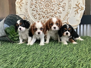 Wunderschöne Cavalier King Charles Spaniel Welpen suchen ein liebevolles Zuhause