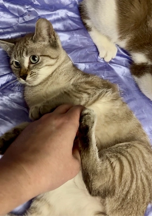 Süße sehr zahme Katze bzw Kater Devon Rex Mix