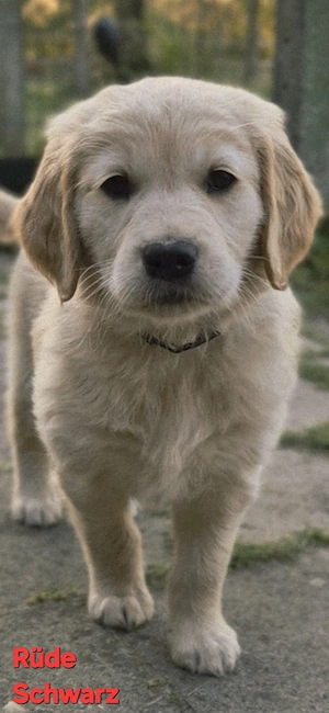 Golden Retriever Welpen
