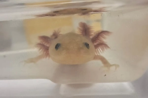 Axolotl Melanoid Copper Jungtier
