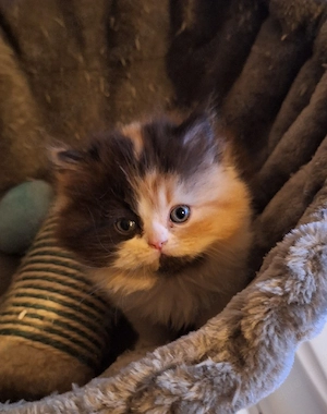 Ein bezauberndes Perser Baby 