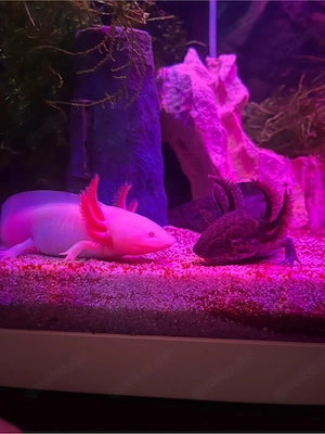 suche Acolotl 