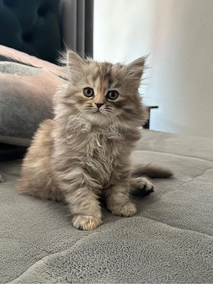 Süßes Katzenmädchen zu verkaufen