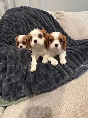 Bezaubernde Cavalier King Charles Spaniel Welpen