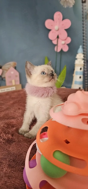  Thai- Siam Kitten mit blauen Augen 