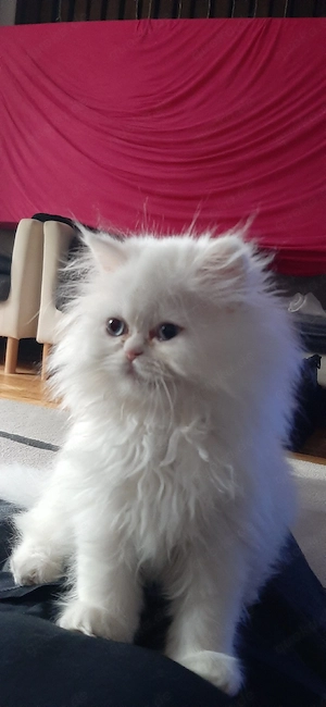 persische Babykatzen 