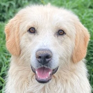 Gipsy, geb. ca. 04 2025, lebt in GRIECHENLAND, im städt. Tierheim Serres