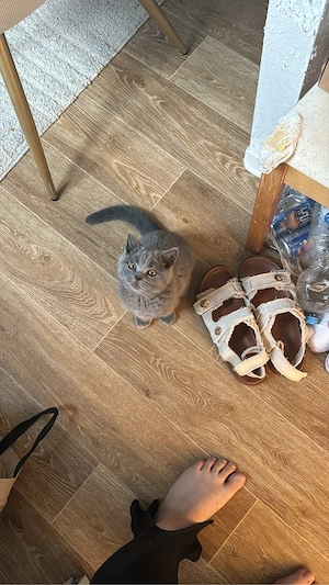 kater zu verschenken