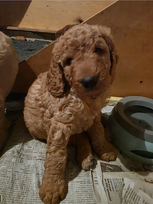 Labradoodle Kalle darf im Juni ausziehen