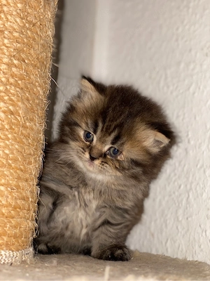 bkh&perse kitten