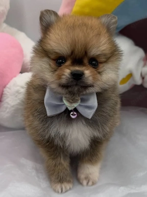 Nina, eine Pomeranian-Hündin, sucht ein Zuhause für immer.