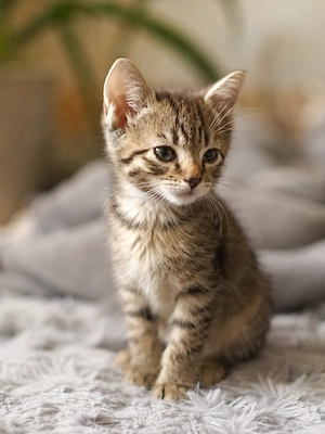 Fünf zuckersüße kleine Katzenbabys Kitten EKH suchen ein liebevolles Zuhause. Katzen baby