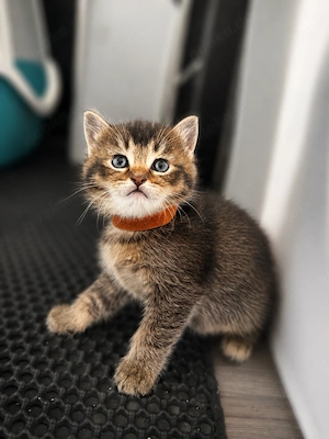 Süße BKH Kitten abzugeben - schwarz & getigert sehr verschmust
