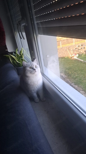 Katze Britisch Kurtzhaare