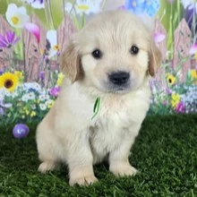 Entzückende männliche und weibliche Golden-Retriever-Welpen suchen ein liebevolles Zuhause.