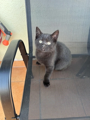 2 wunderschöne schwarze Siam-BKH Mix Kitten suchen ein liebevolles Zuhause 