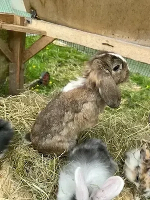 Zwergkaninchen, Männchen, Widdermix, Kaninchen kastriert, Kastrat