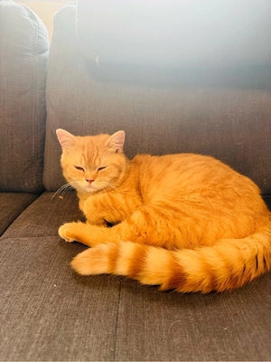 bkh kitten junge rot