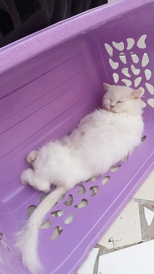 Reinrassige Perser Deckkater
