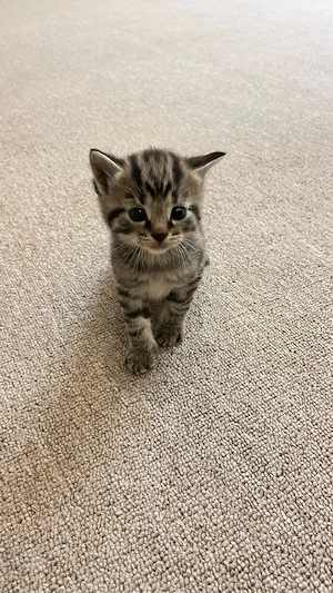 Grau-getigertes Kitten 